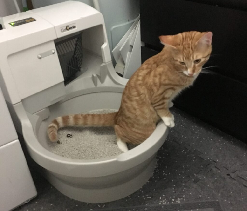 Stool Consistency and Color: Reading Between the Lines 