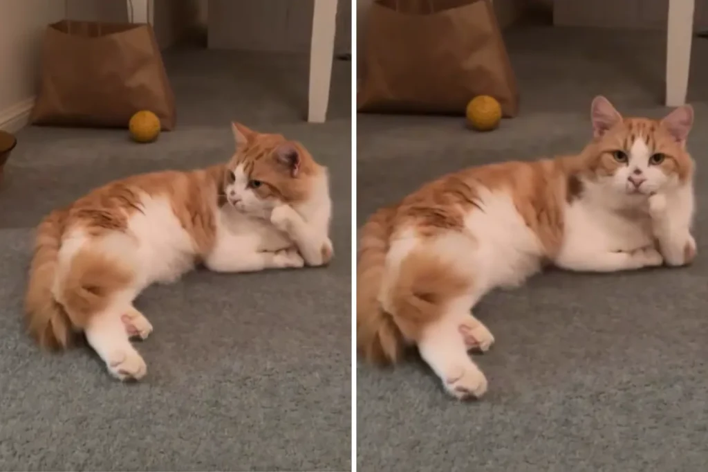 After Meeting Cat With Deformed Legs, Vet Nurse Makes a Heartfelt, Life-Altering Choice