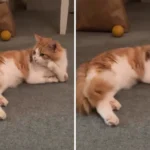 After Meeting Cat With Deformed Legs, Vet Nurse Makes a Heartfelt, Life-Altering Choice