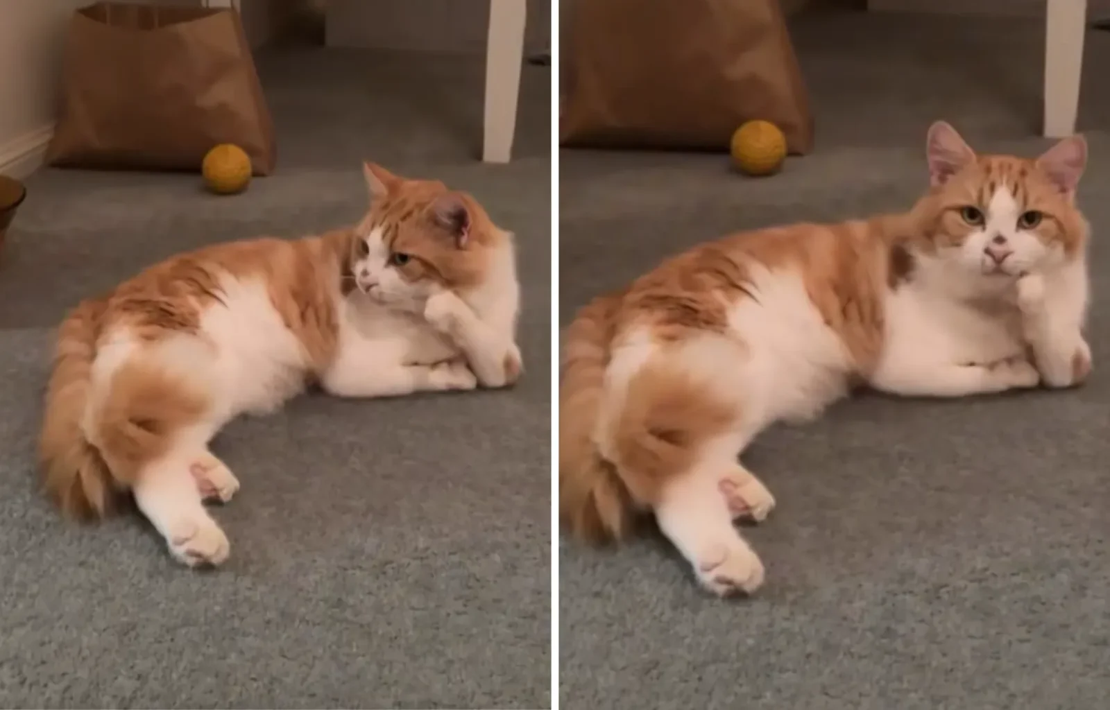 After Meeting Cat With Deformed Legs, Vet Nurse Makes a Heartfelt, Life-Altering Choice