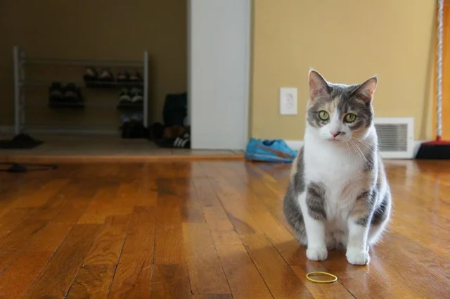 The Real Safety Warning: When 'Harmless' Prey Becomes a Hidden Danger