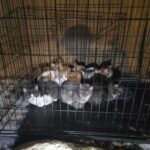 Public Fury Over Owner Who Abandoned 8 Helpless Kittens in Freezing Snow
