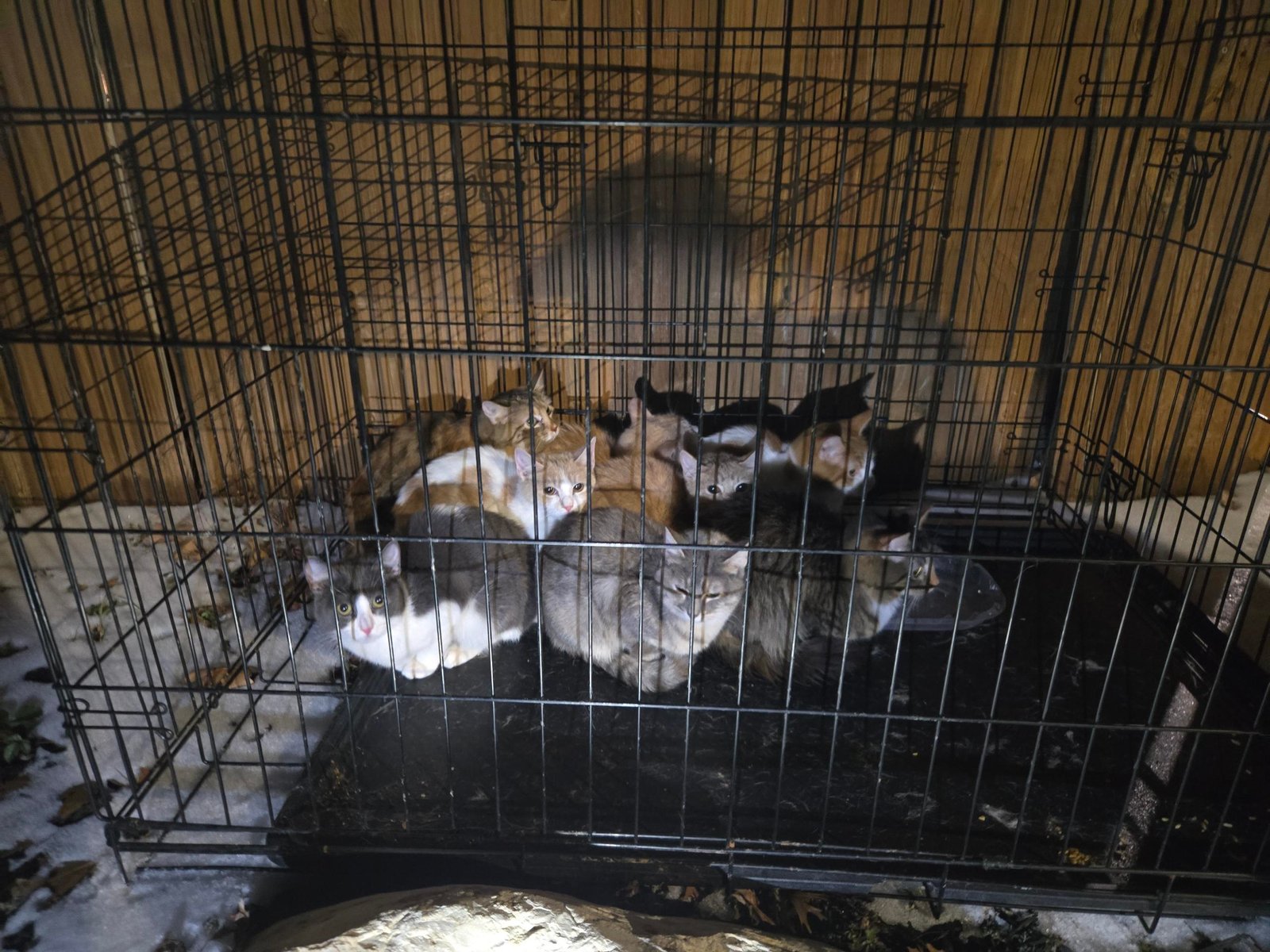 Public Fury Over Owner Who Abandoned 8 Helpless Kittens in Freezing Snow