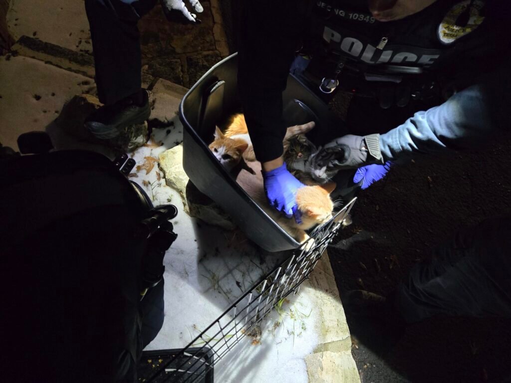 Public Fury Over Owner Who Abandoned 8 Helpless Kittens in Freezing Snow