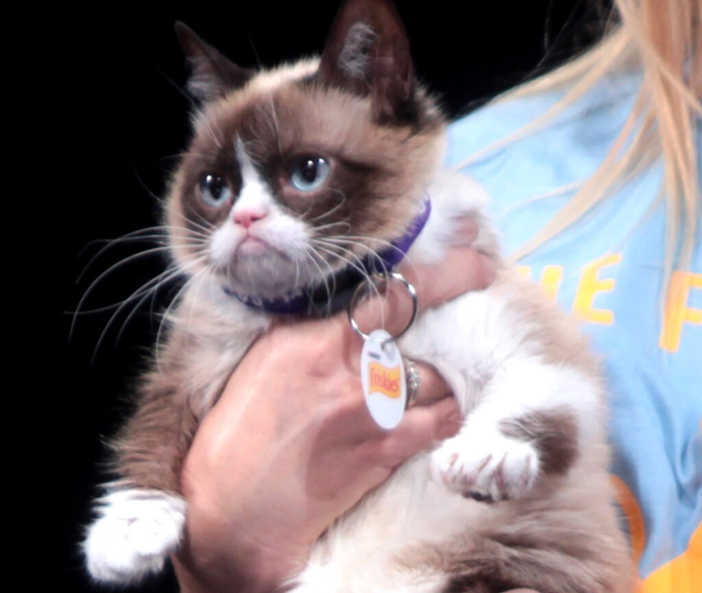 The Internet's Most Famous Grumpy Cat Was Also Deeply Misunderstood