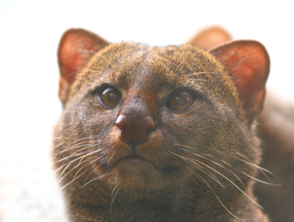 Texas: The Former Stronghold 