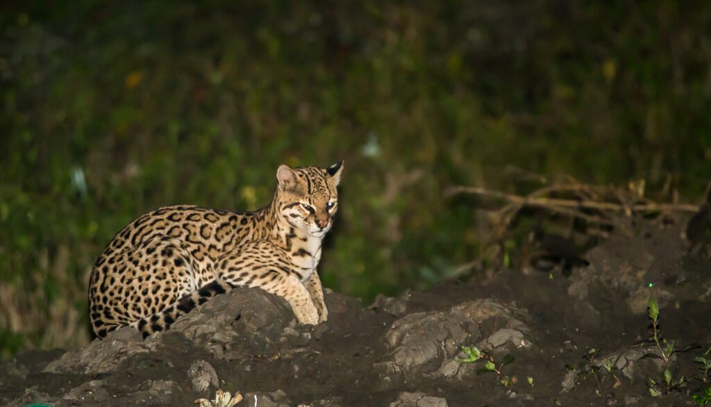 8. Nocturnal Lifestyle to Avoid Competition and Heat 