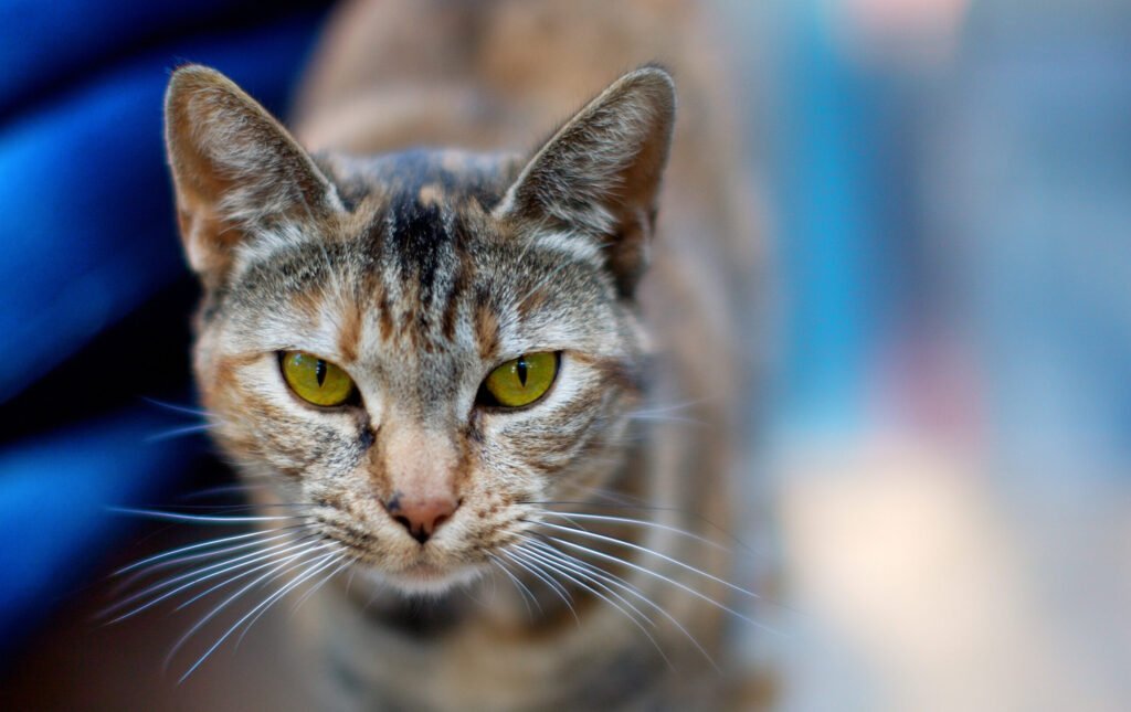 Narrow Pupils: Focus Mode or Aggression Alert 