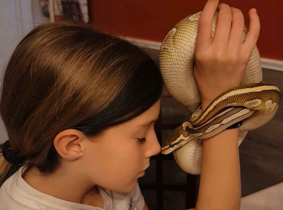 7-Year-Old's Heartwarming Bond with 'Noodle Puppy' Ball Python Challenges Reptile Stereotypes