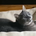 Cats Claiming Your Bed: The Sneaky Nighttime Tactics Lauren Exposed