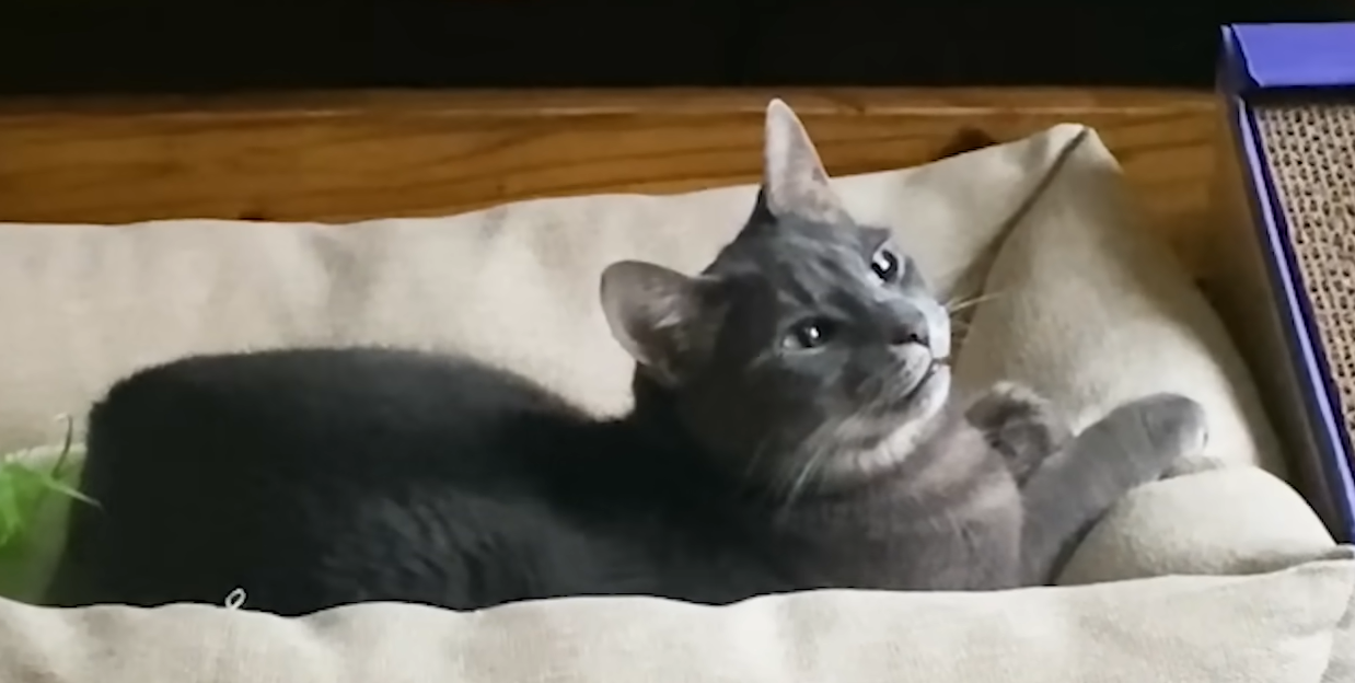 Cats Claiming Your Bed: The Sneaky Nighttime Tactics Lauren Exposed