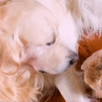 Golden Retriever Derby Delights Bunny Bestie with Apple-Picking Surprise