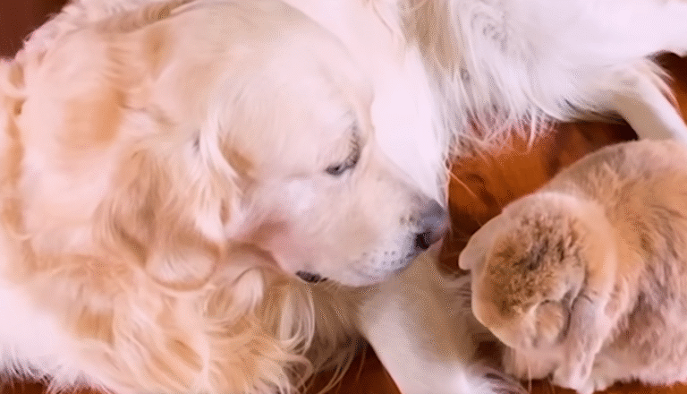 Golden Retriever Derby Delights Bunny Bestie with Apple-Picking Surprise