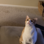 Cat Kat's Ceiling Fan Fixation Ends in Jaw-Dropping Close Encounter