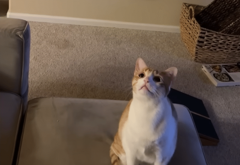 Cat Kat's Ceiling Fan Fixation Ends in Jaw-Dropping Close Encounter