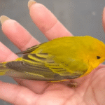 Tiny Stunned Bird Transforms Emily's Workday into Unforgettable Magic