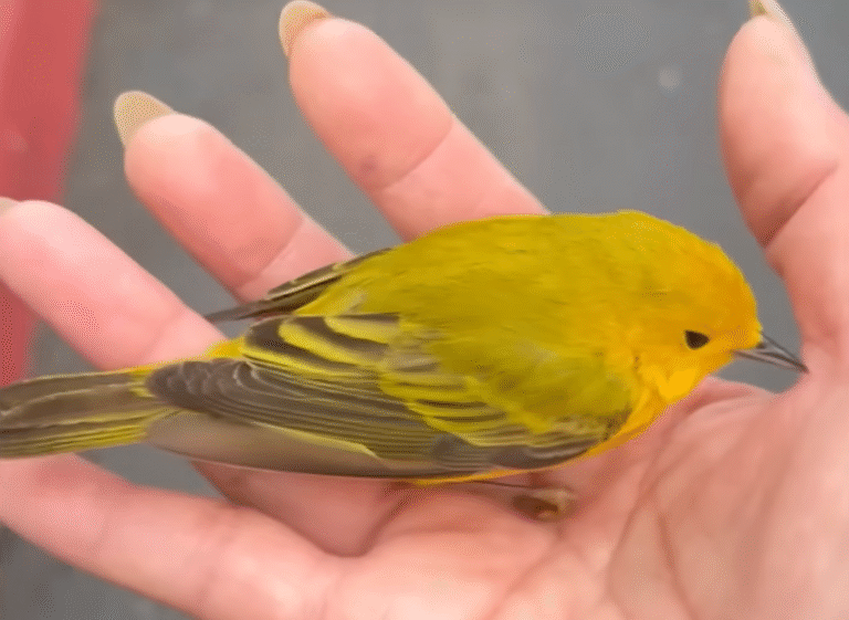 Tiny Stunned Bird Transforms Emily's Workday into Unforgettable Magic