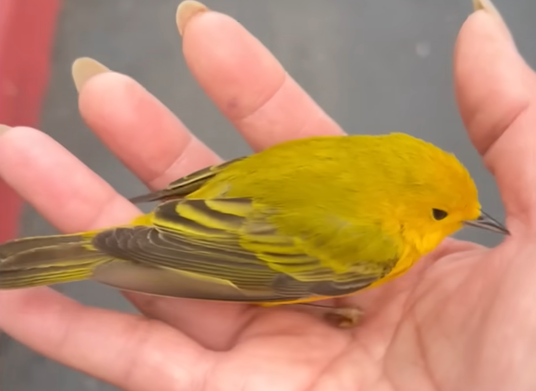 Tiny Stunned Bird Transforms Emily's Workday into Unforgettable Magic