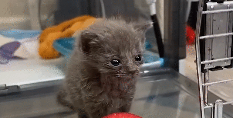 Eyeless Kitten and Micro Companion Forge Heartwarming Bond That Proves Resilience Knows No Limits