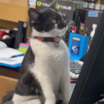 Stray Cat Oatey Rules the Aisles as Official Manager at a Hardware store