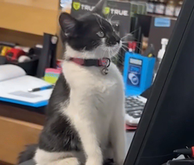 Stray Cat Oatey Rules the Aisles as Official Manager at a Hardware store