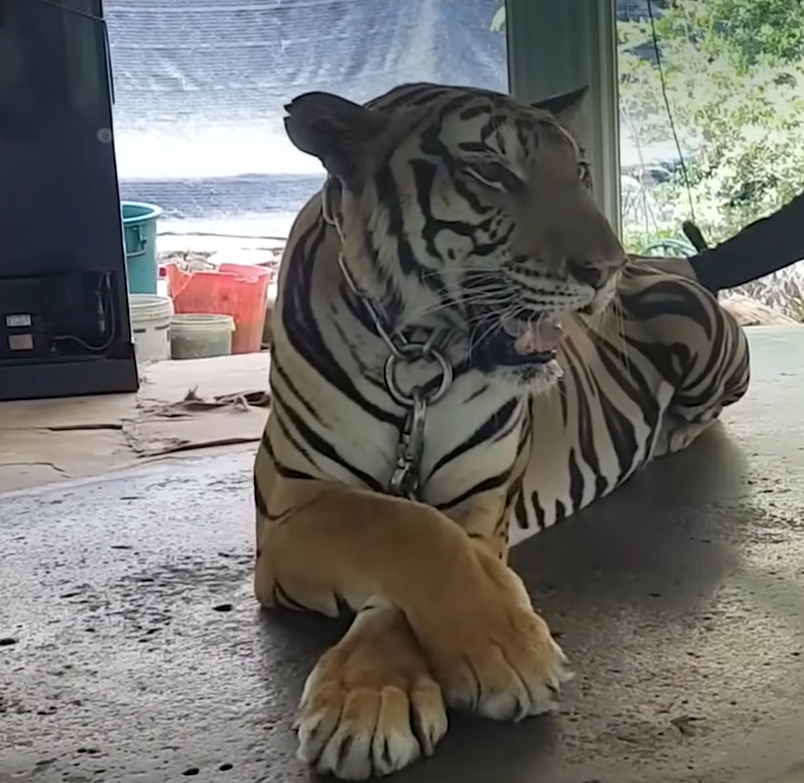 Chained for Life: Tiger Susu's Triumphant First Steps Ignite Global Animal Rescue Momentum