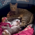 Stray Cat Dashes into Apartment for Safe Delivery, Sparking Kitten Miracle