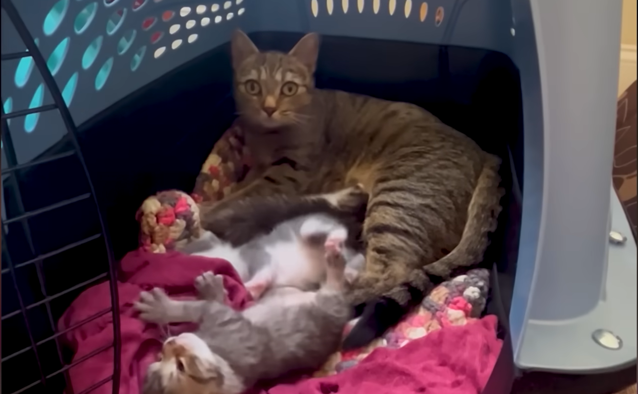 Stray Cat Dashes into Apartment for Safe Delivery, Sparking Kitten Miracle