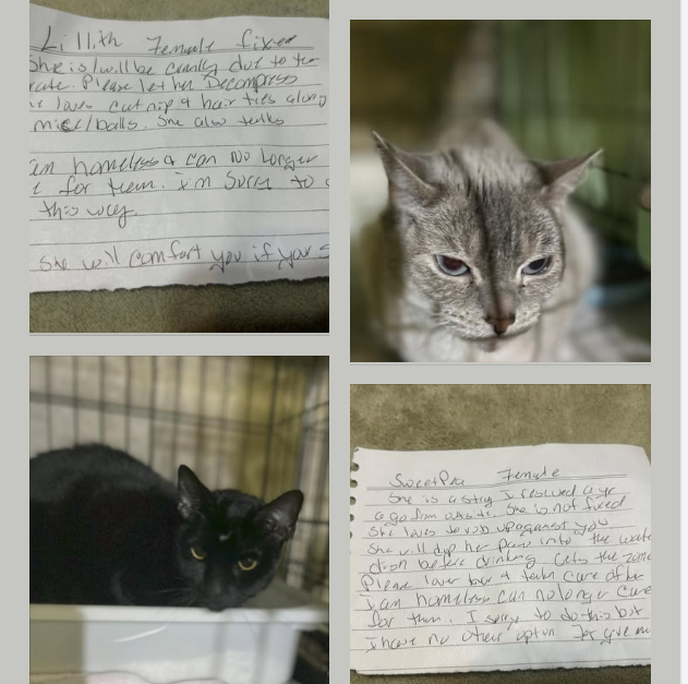 Cats Left Behind With Supplies and Emotional Letters
