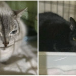 Meet Lilith and Sweet Pea