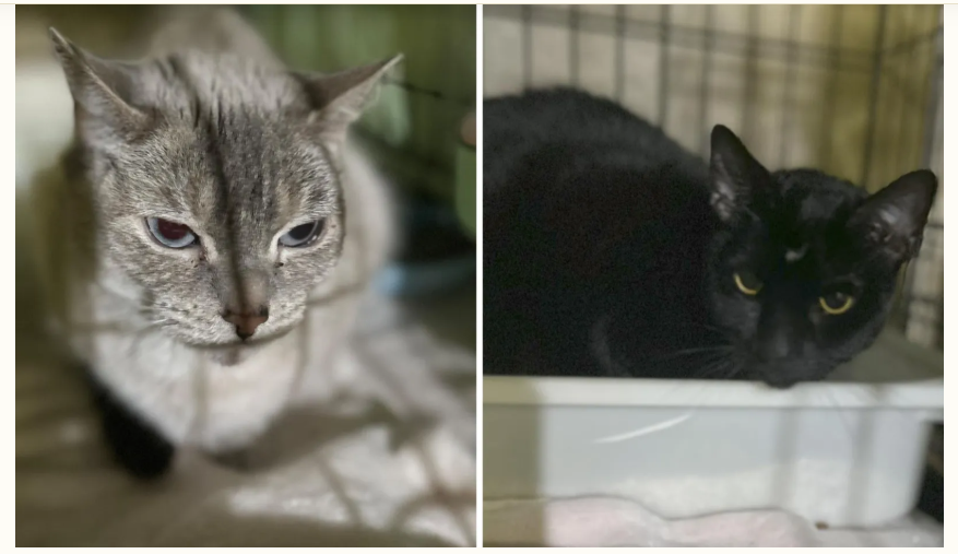 Meet Lilith and Sweet Pea