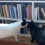 Owner Grows Concerned After Cats Act Bizarrely—Then Discovers Their Secret Focus