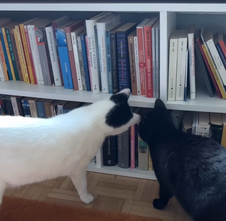 Owner Grows Concerned After Cats Act Bizarrely—Then Discovers Their Secret Focus