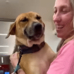 Dog’s Nonstop Smile at Shelter Visitor Hints He Understands Her Special Visit