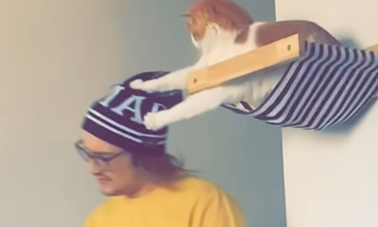 Cat Percy Turns Dream Jungle Gym into a Criminal Empire of Hat Heists and Chaos