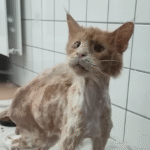 Lucian's Jaw-Dropping Transformation: From Starving Stray to Grateful Lap Cat