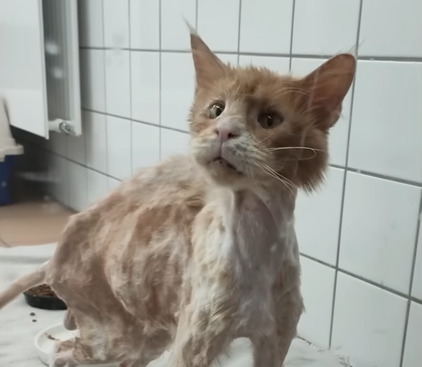 Lucian's Jaw-Dropping Transformation: From Starving Stray to Grateful Lap Cat