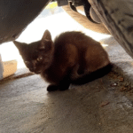 Pilates Class Ends in Purrfect Rescue: Aubrey's Epic Day Saving Tiny Crying Kitten