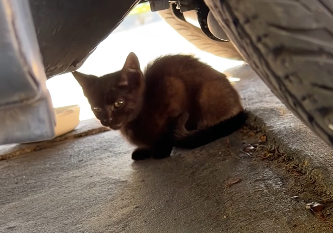 Pilates Class Ends in Purrfect Rescue: Aubrey's Epic Day Saving Tiny Crying Kitten