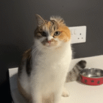 Pixie the Three-Legged Cat Beats the Odds in China's Brutal Meat Trade