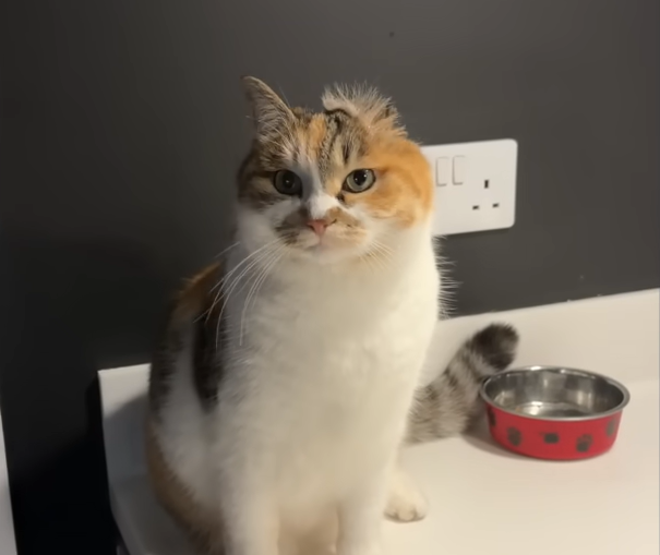 Pixie the Three-Legged Cat Beats the Odds in China's Brutal Meat Trade