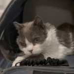 Grub the Cat: The One-in-100-Million Feline Defying a Rare Genetic Disorder