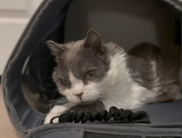 Grub the Cat: The One-in-100-Million Feline Defying a Rare Genetic Disorder
