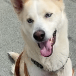 Abandoned Dog with Broken Leg Unleashes Joy After Rescue Miracle