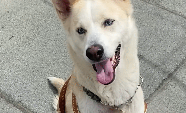 Abandoned Dog with Broken Leg Unleashes Joy After Rescue Miracle