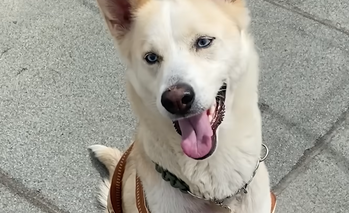 Abandoned Dog with Broken Leg Unleashes Joy After Rescue Miracle