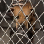 1,800 Days in Shelter: Senior Dog's Heartfelt Ritual with His Comfort Bowl