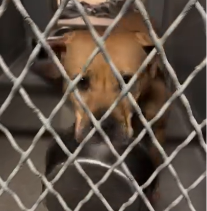 1,800 Days in Shelter: Senior Dog's Heartfelt Ritual with His Comfort Bowl
