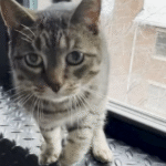 Pesto the Cat's Fake Limp Routine Goes Viral, Switching Paws for Ultimate Mom Attention