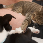 Territorial Only-Child Cat Falls Head Over Paws for Needy New Dog Sister